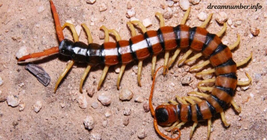 the Squirm in Centipede Dream 