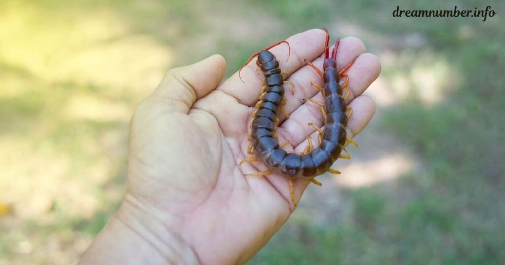 Transforming Centipede Dream meaning