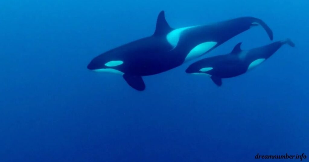 Decoding Killer Whale Dream
