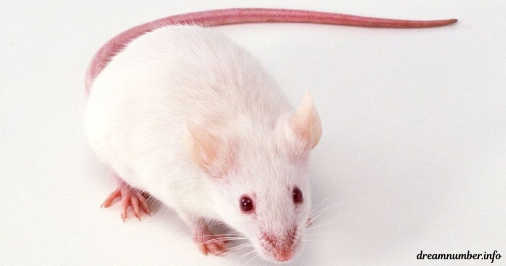 Decoding Mouse Symbolism in Dreams