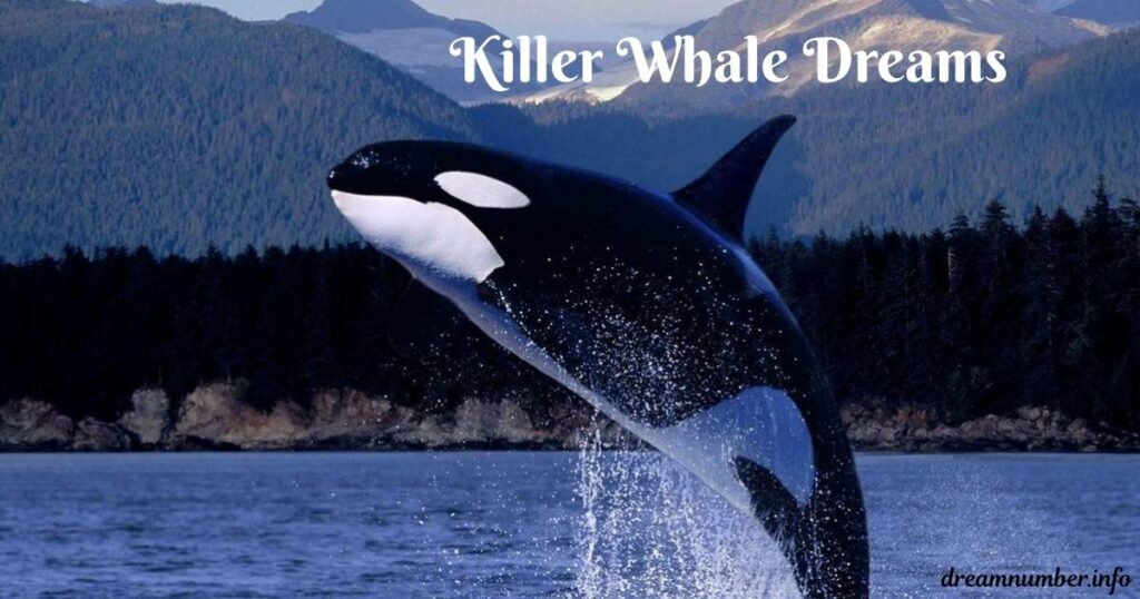 Killer Whale Dreams