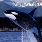 Unlocking the Mysteries of Killer Whale Dreams: Meanings and Interpretations