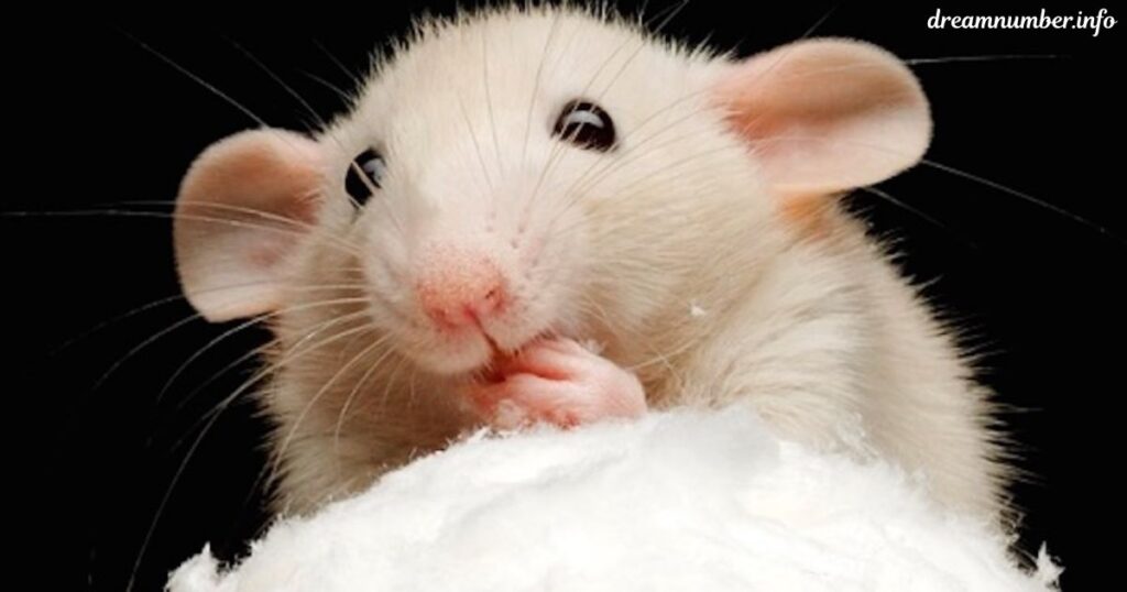 Mouse Behavior in Dreams