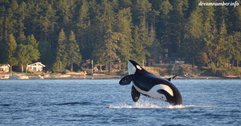 Orcas in Norse Mythology and Dream Symbolism